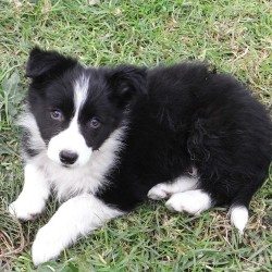 long haired collie puppy