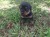 Rottweiler Purebred Puppies For Sale - Image 2