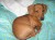 Miniature Dachshund Puppies for Sale - Image 1