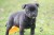 Purebred English Staffy puppies for sale - Image 2