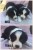 FOR SALE BORDER COLLIE PUPS (many colours)