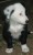 Adorable border collie pups for sale - Image 1