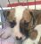 Roman nose bull terrier x American Staffy pups