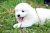 Purebred Samoyed Puppies Males and Females - Image 5