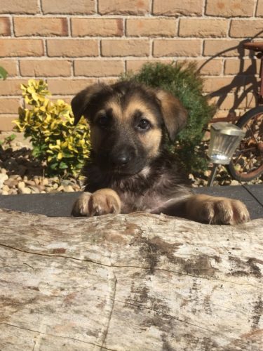 9 Pure Breed Sable German Shepherd Puppies For Sale Find Me A Pet