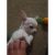 chihuahua puppies for sale (1)