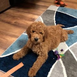 goldendoodle-puppy (5)