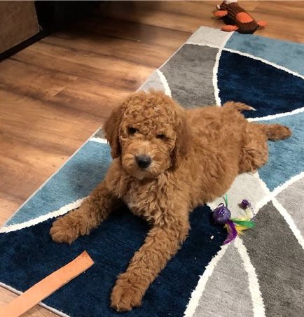 goldendoodle-puppy (5)