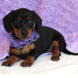 dachshund-mini-puppy-picture-1ddf87c5-3f84-4198-8018-93f743348f7c