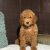 goldendoodle-puppy (1)