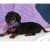 dachshund-mini-puppy-picture-a46c549a-7ad4-4ea9-92d5-5ea6aa8324a5