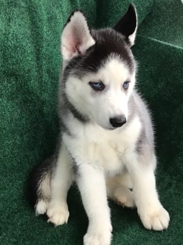 Blue Eyes Siberian husky puppies for sale - Find Me a Pet