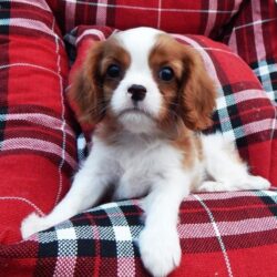 Cavalier King Charles Spaniel puppies for sale (1)