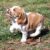 beagle-puppy (1)