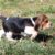 beagle-puppy (4)