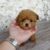 poodle-toy-puppy (3)