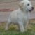 labrador-retriever-puppy (5)