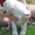 labrador-retriever-puppy (3)