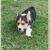 welsh-corgi-pembroke-puppy (40)