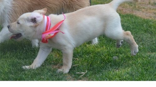 labrador-retriever-puppy (1)