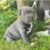 staffies for sale in perth