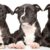 Staffordshire Bull Terrier Fully Grown Prices