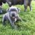 Staffordshire Bull Terrier puppies for sale in Australia